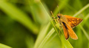 Insect Skipper With Orange Wings Wallpaper