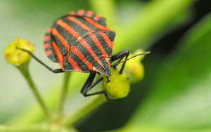 Insect Striped Red And Black Wallpaper