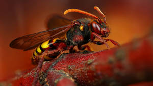 Insect With Devil Red Body Wallpaper