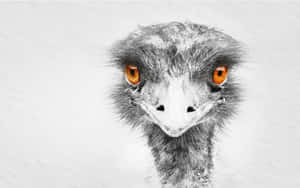 Intense Emu Gaze Wallpaper
