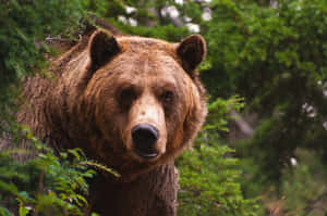 Intense Grizzly Bear Stare Wallpaper