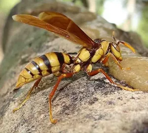 Intricate Nature: A Wasp Feeding On Tree Sap Wallpaper