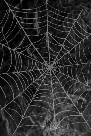Intricate Spider Web Dark Background Wallpaper