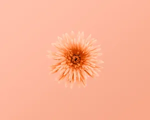 Inviting Peach Aesthetic Wallpaper