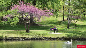 Iowa State University Cherry Blossom Wallpaper