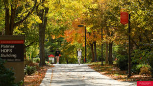 Iowa State University Osborn Drive Wallpaper