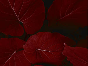 Ipad Pro Red Leaves Landscape Wallpaper