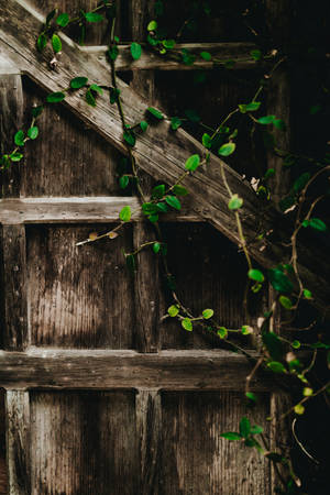 Ipad Pro Wooden Fence With Vines Wallpaper