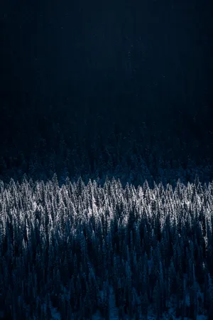 Iphone 11 Black Pine Trees Wallpaper