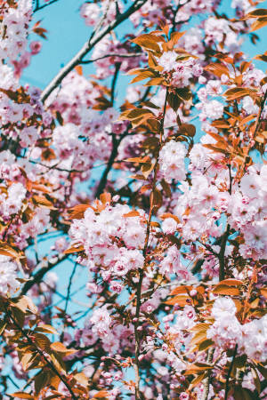 Iphone 11 Pro Max 4k Cherry Blossoms Wallpaper