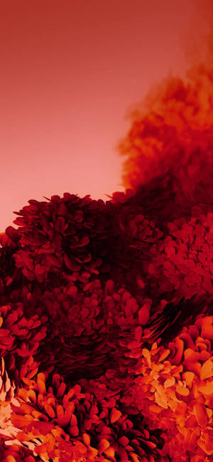 Iphone 11 Pro Red Petals Wallpaper