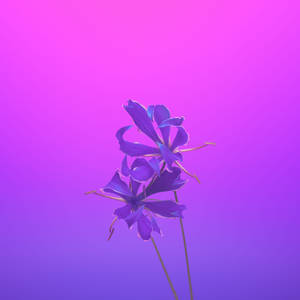 Iphone 11 Purple Flower Hd Wallpaper