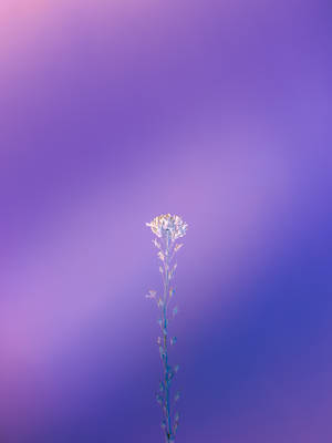 Iphone 11 Purple Lavender Wallpaper