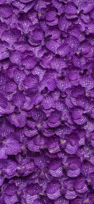 Iphone 11 Purple Moist Forgiven Wallpaper