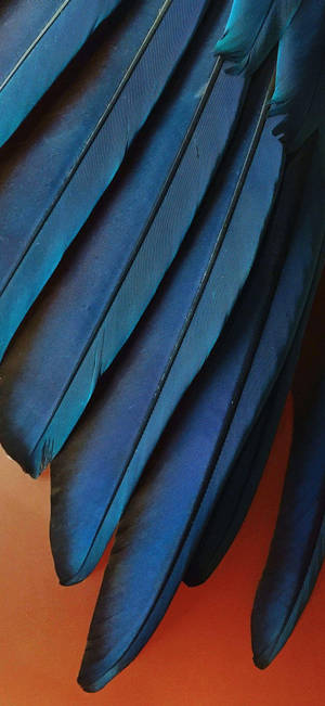 Iphone 12 Pro Blue Feathers Wallpaper