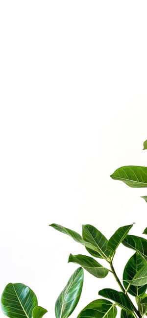 Iphone White Background With Green Leaves Wallpaper