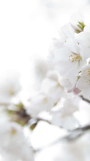 Iphone White Flowers Close Up Wallpaper