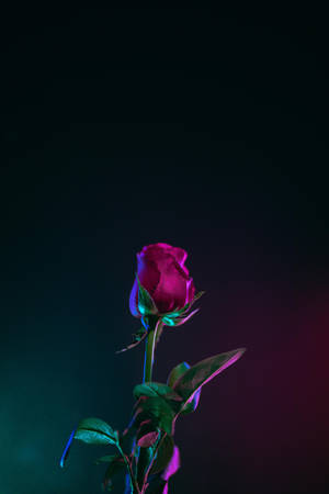 Iphone X Amoled Rose Close Up Wallpaper