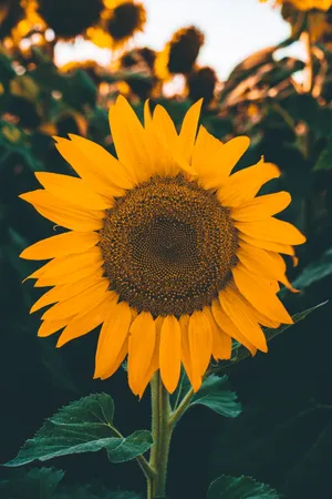 Iphone X Nature Lovely Sunflower Head Wallpaper