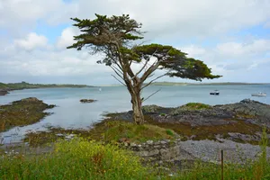 Ireland Lonely Coast Tree Wallpaper