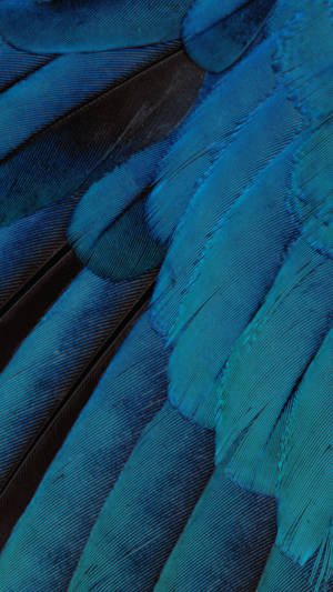Iridescent Feather Blue Iphone Wallpaper