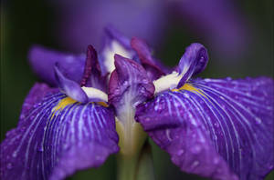 Iris Flower Ensata Wallpaper