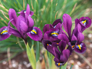 Iris Flower Reticulata Wallpaper