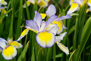 Iris Flower Spuria Wallpaper