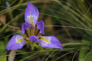 Iris Flower Unguicularis Wallpaper