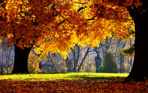 Isabella And Jarogniew Drwęski Park Fall Autumn Desktop Wallpaper