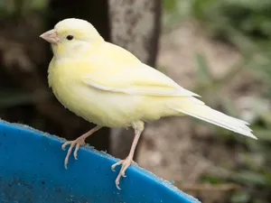 Island Canary Bird On An Edge Wallpaper