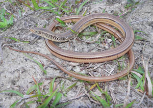 Island Glass Lizard Slithers On Ground Wallpaper