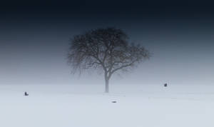 Isolated Tree Winter Desktop Wallpaper