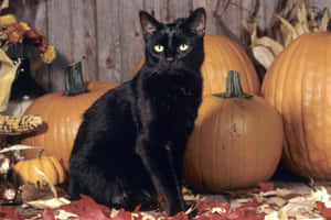 It's That Time Of The Year For This Spooky Halloween Cat!