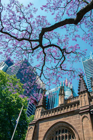 Jacaranda Trees In Brisbane Australia Wallpaper