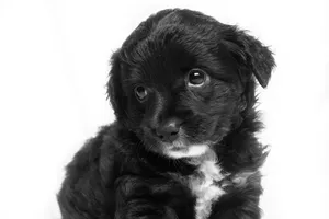 Jack-a-poo Puppy Wallpaper