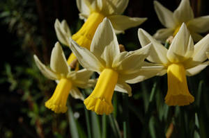 Jack Snipe Narcissus Flowers Wallpaper