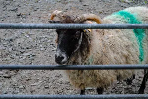 Jacob Sheep Cute Desktop Wallpaper