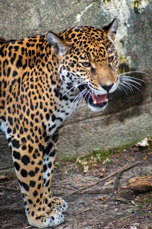 Jaguar At Memphis Zoo Wallpaper