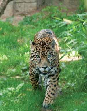 Jaguar At Philadelphia Zoo Wallpaper