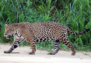 Jaguar At Three Brothers River Wallpaper