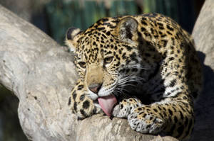 Jaguar Licking Paws Wallpaper