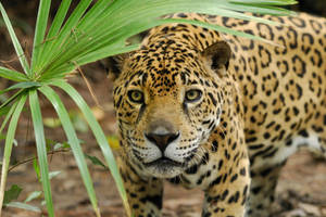 Jaguar Near Palm Fronds Wallpaper