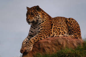 Jaguar On Cliff Wallpaper