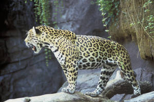 Jaguar Standing On Rock Wallpaper