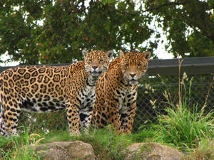 Jaguars At Chester Zoo Wallpaper