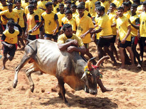 Jallikattu Bull-taming Festival Wallpaper