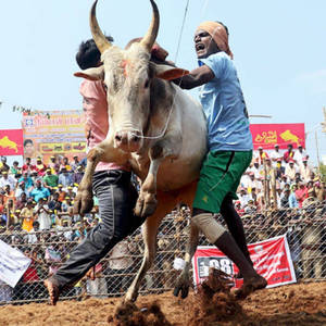 Jallikattu Festival Bull-taming Wallpaper