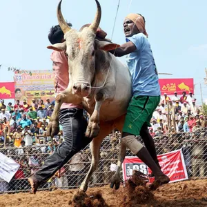 Jallikattu Festival Bull-taming Wallpaper