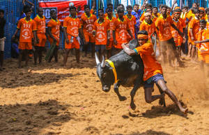 Jallikattu Harvest Festival Wallpaper